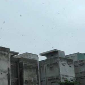 Bùng nổ nuôi chim yến tự phát tại Bình Thuận, gây nhiều tiếng ồn-Yensaodongduong.com
