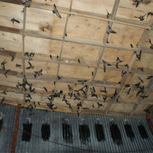 Đề xuất cấm nuôi chim yến tại 21 quận, huyện TP.HCM-Yensaodongduong.com