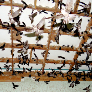 Nuôi chim yến trong nhà: Sẽ quy định chặt chẽ hơn-Yensaodongduong.com