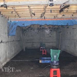 Quy định làm khó người nuôi chim yến ở Lâm Đồng-Yensaodongduong.com