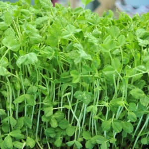 8 loại rau củ nên ăn để tăng cơ bắp-Yensaodongduong.com