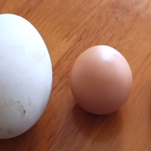 Trứng ngỗng không phải là ‘thần dược’ giúp bà bầu đẻ con thông minh-Yensaodongduong.com